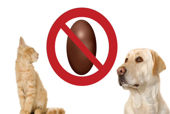 Chocolat interdit pour les animaux, chiens et chats