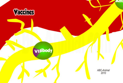 Vaccines, Antibody eats Virus
