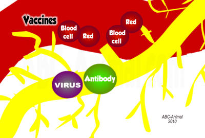 Vaccines, Antibody, Virus, Red Blood Cell