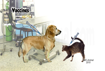 Vaccines and Vaccination to Dogs and Cats