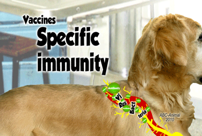 Vaccines for Dogs, Vaccination and Specific Immunity