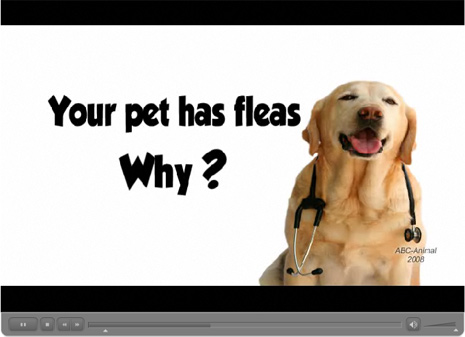 Fleas