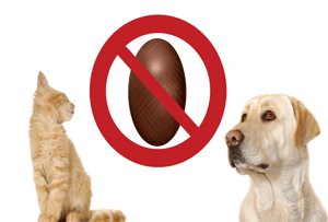 No Chocolate for Dogs and Cats