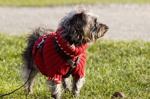 Dog with harness and coat