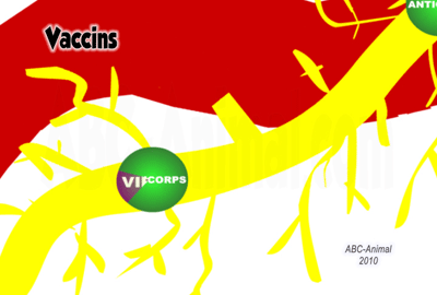 Vaccines, Antibody eats the Virus
