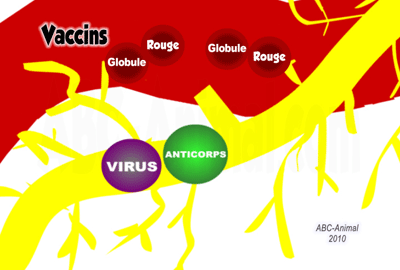 Vaccines, Antibody, Virus, Red Blood Cell